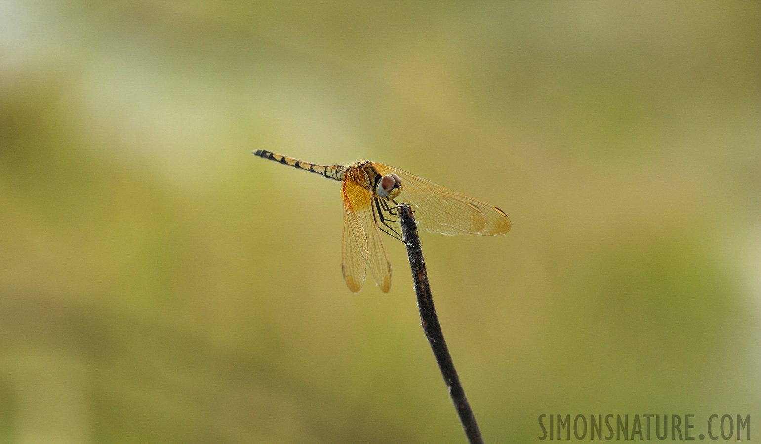 Urothemis edwardsii [300 mm, 1/640 Sek. bei f / 9.0, ISO 1600]